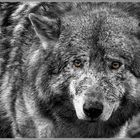 Wolf in S/W