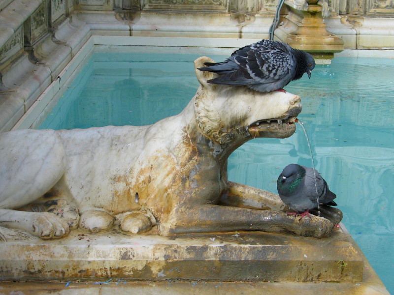 Wolf in the Fonte Gaia