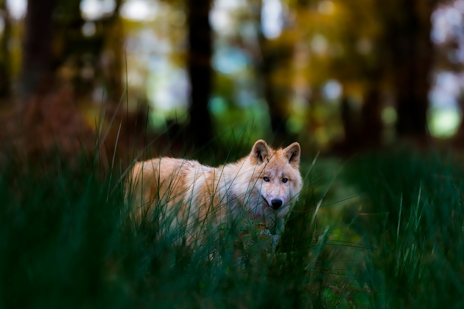 Wolf in the forest