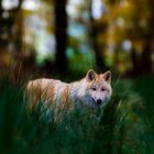 Wolf in the forest