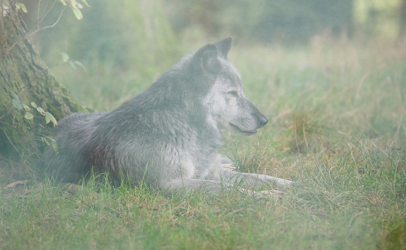 Wolf in the mist