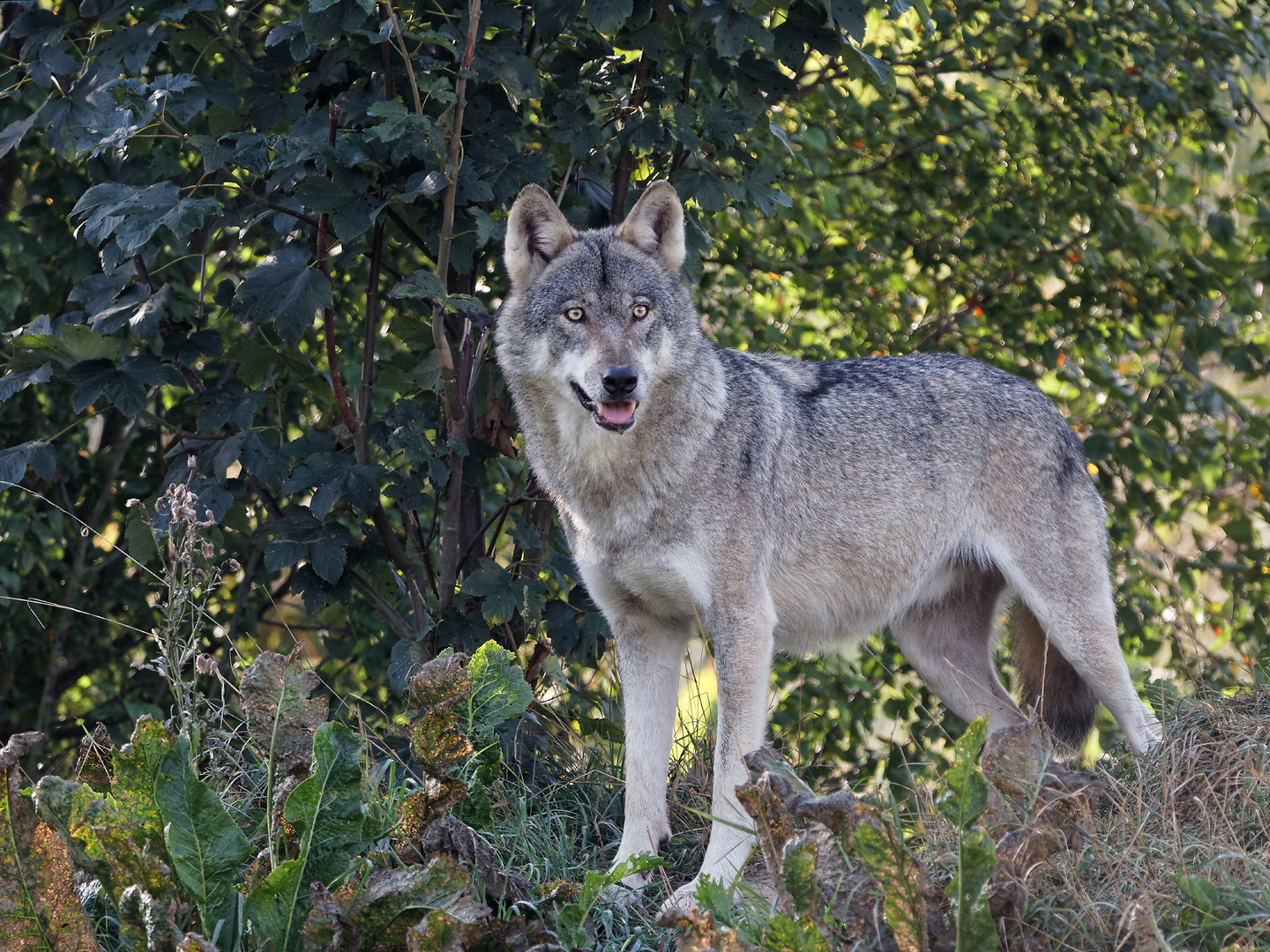 Wolf in Thüringen...