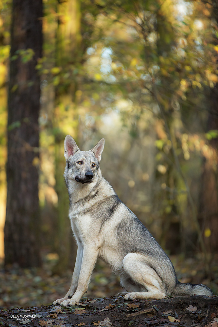 ...Wolf in unserem Wald...