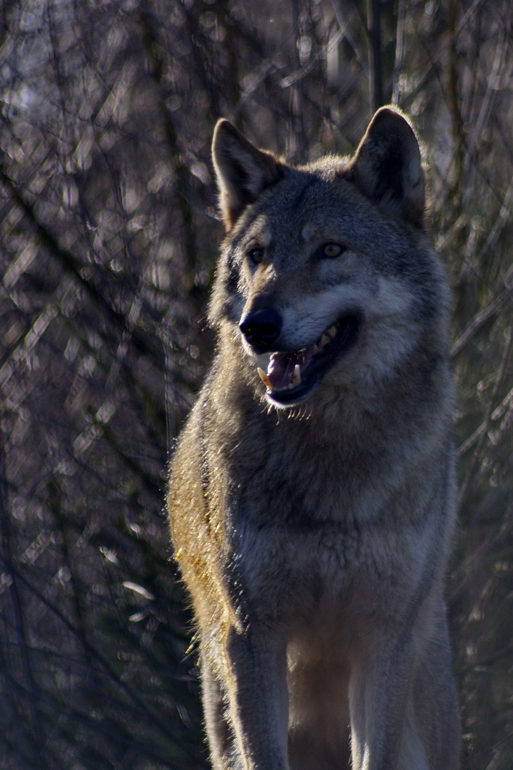 Wolf in Wartestellung