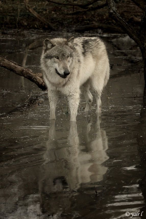 WOLF IN Water Reflection