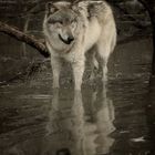 WOLF IN Water Reflection