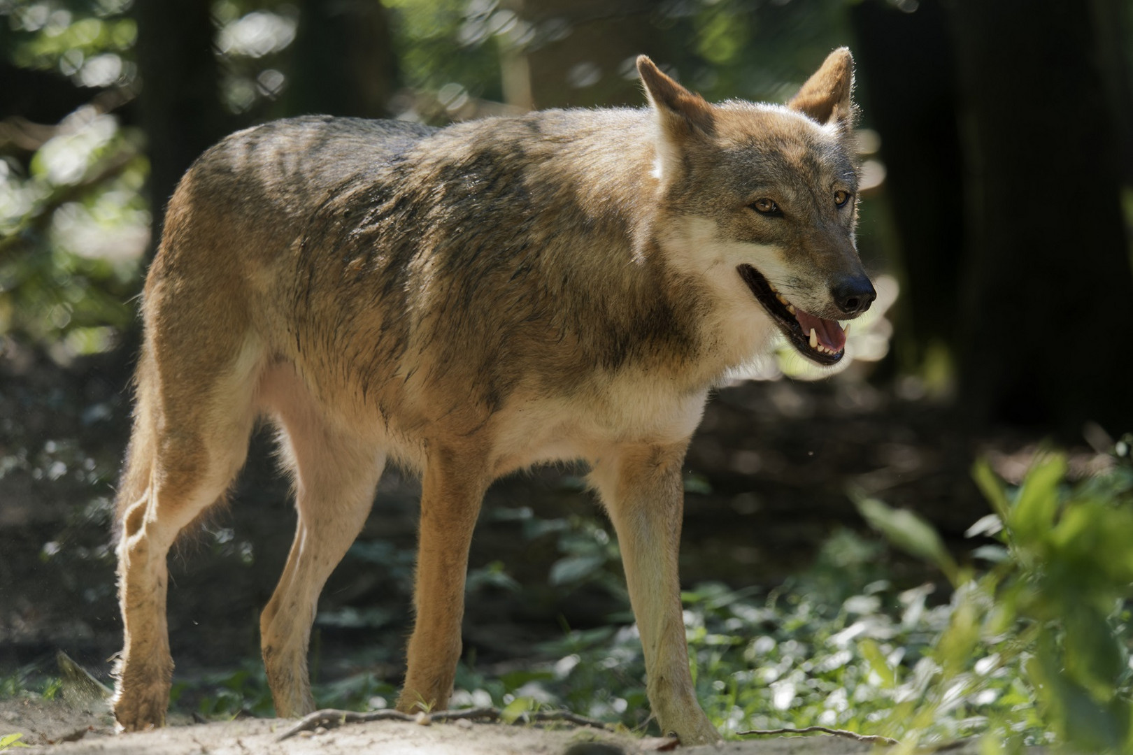 Wolf in Weilburg