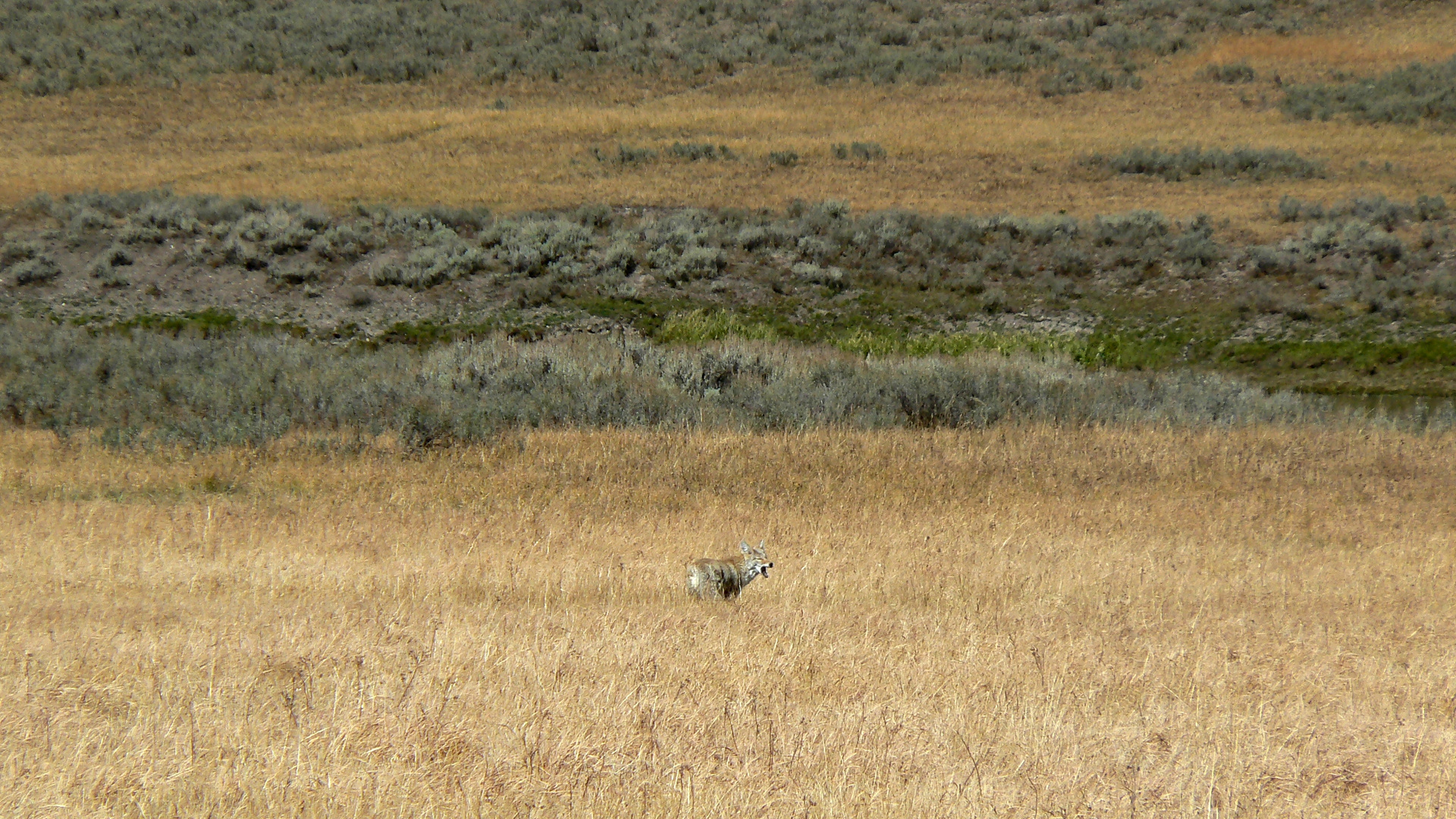 Wolf in Yellowstone NP