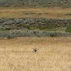 Wolf in Yellowstone NP