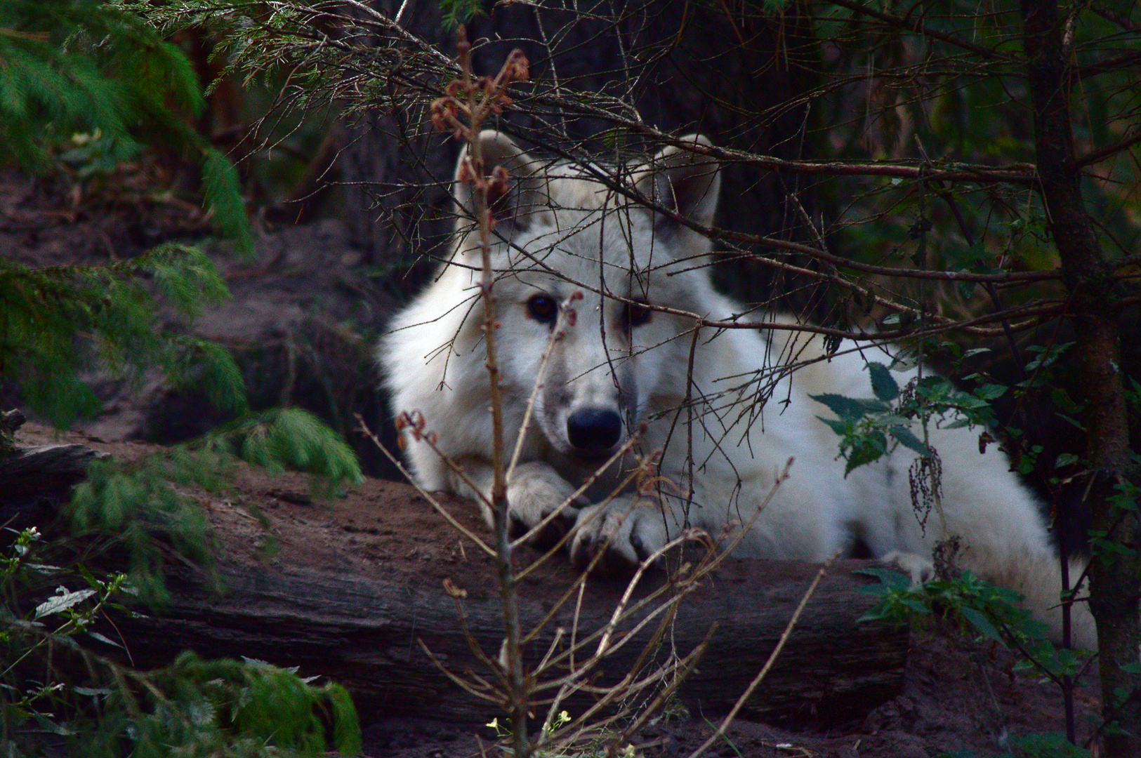 Wolf (Inuk)