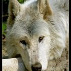 Wolf IV