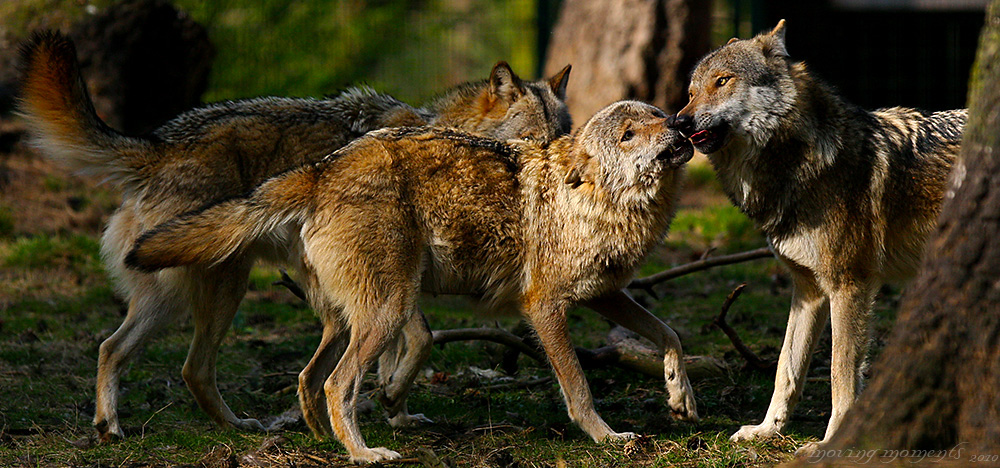 Wolf IV im Frankenhof