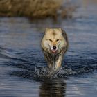 Wolf kommt aus dem Fluss