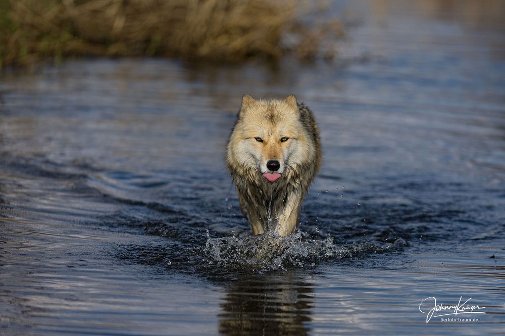 Wolf kommt aus dem Fluss