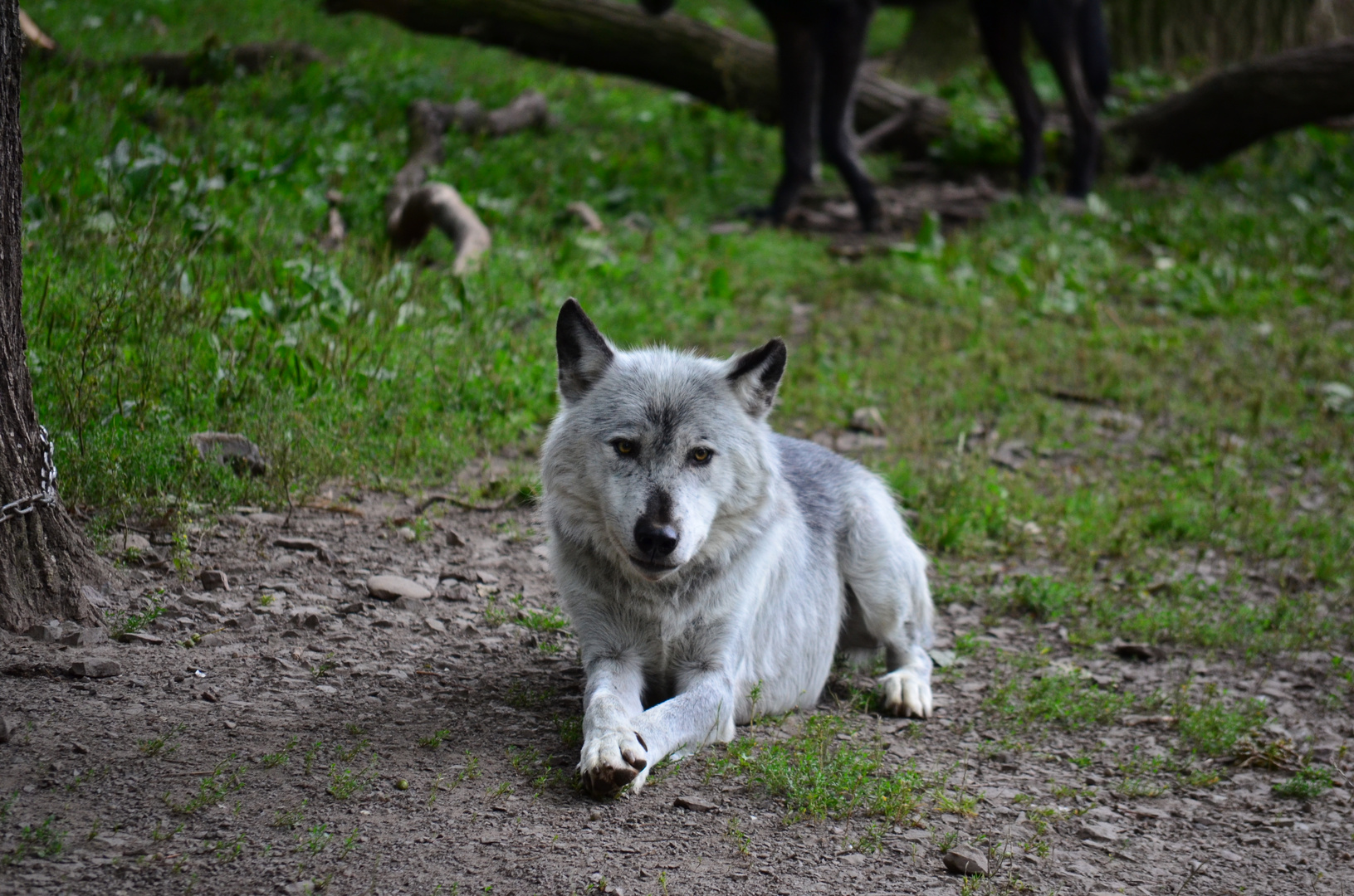 Wolf Liegend