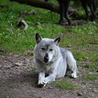 Wolf Liegend