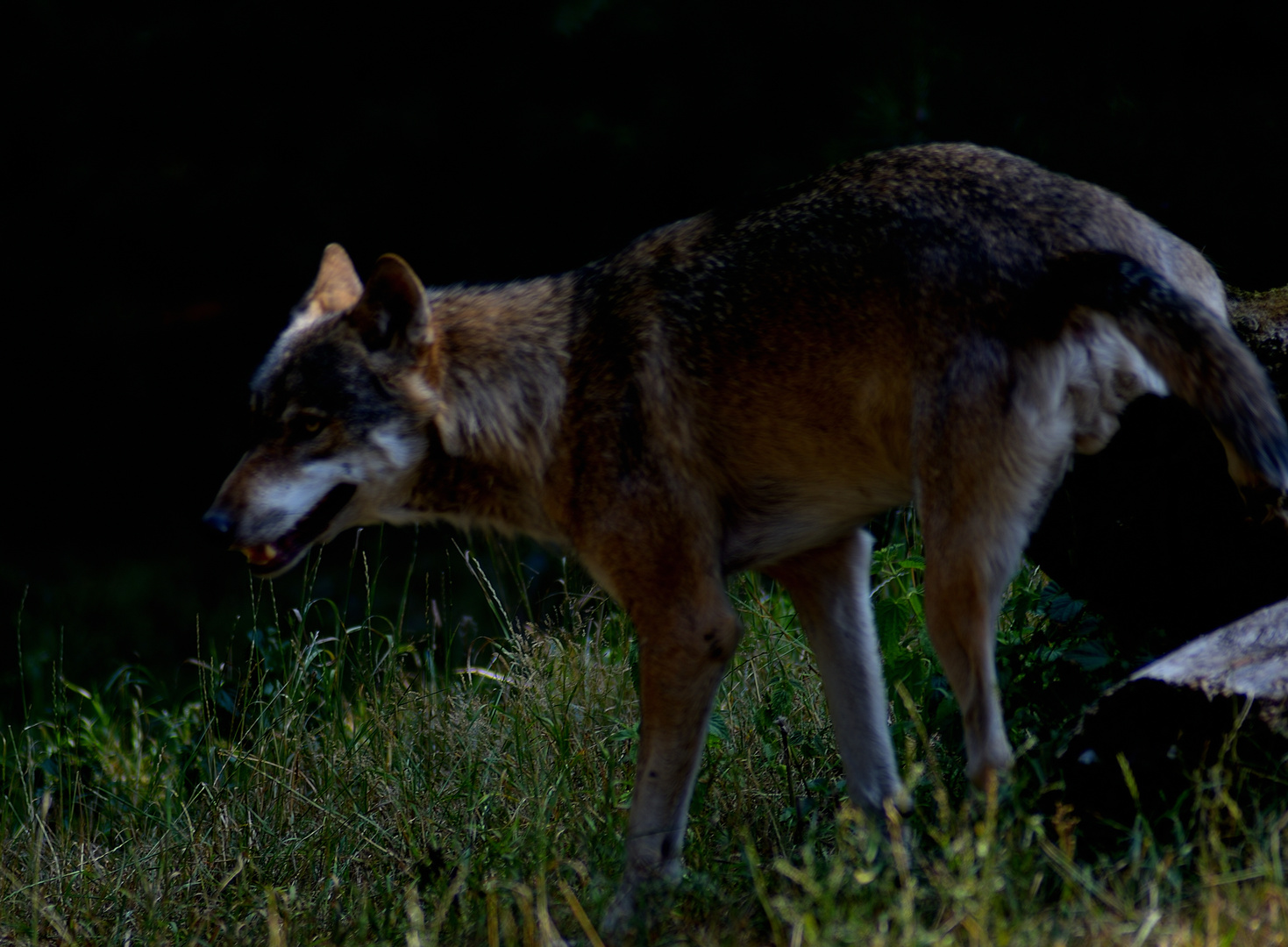 Wolf Lobos Notdurft