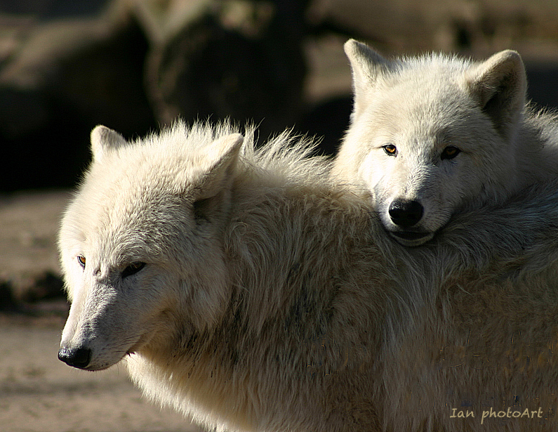 Wolf love