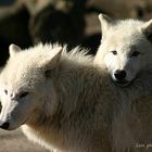 Wolf love