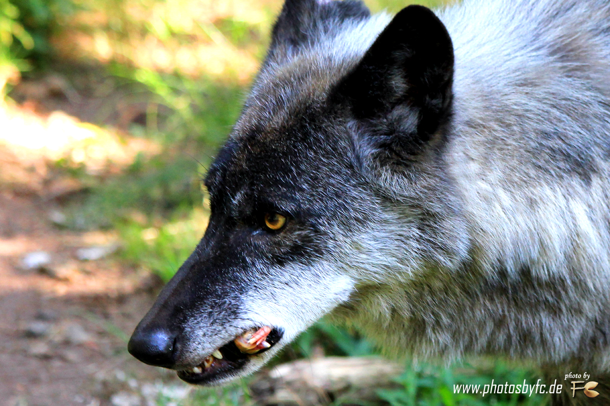 Wolf "May" Fütterung - Wildpark Hanau Klein-Auheim - Photos by FC - Jeannette Dewald