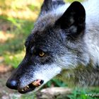 Wolf "May" Fütterung - Wildpark Hanau Klein-Auheim - Photos by FC - Jeannette Dewald