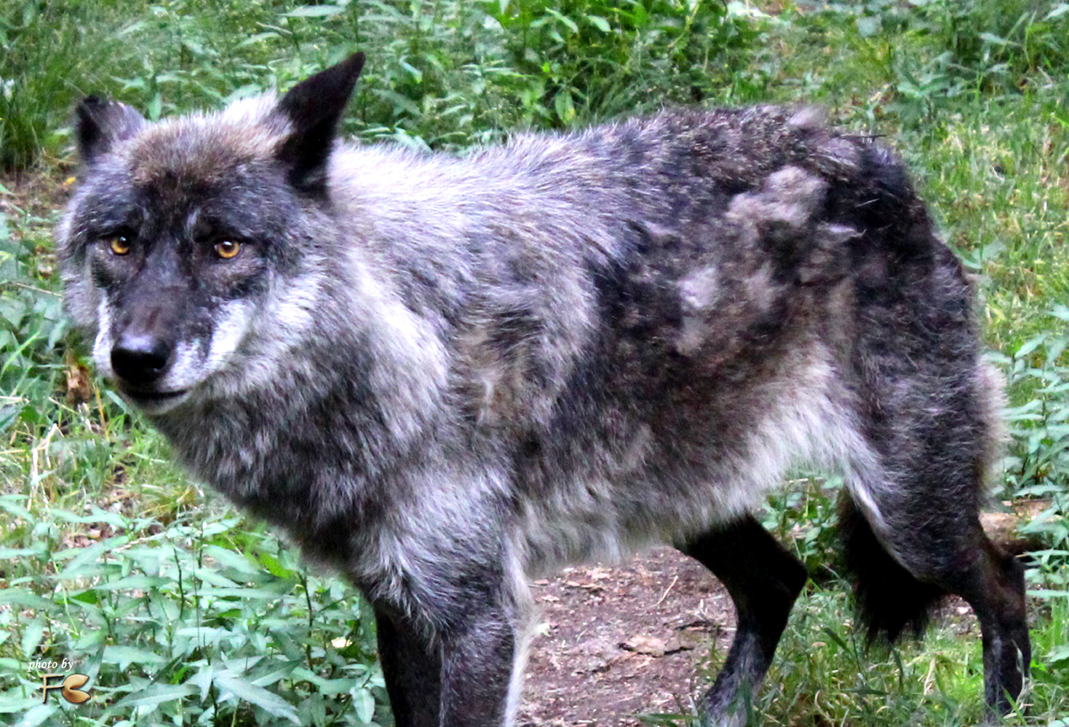 Wolf "May" - Wildpark Hanau Klein-Auheim - Photos by FC - Jeannette Dewald