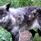 Wolf "May" - Wildpark Hanau Klein-Auheim - Photos by FC - Jeannette Dewald