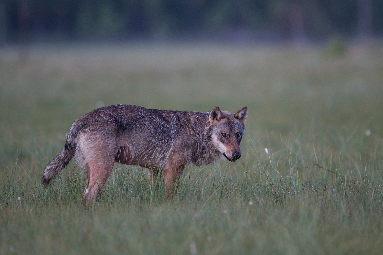 Wolf: Misstrauen ?