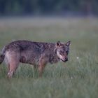 Wolf: Misstrauen ?