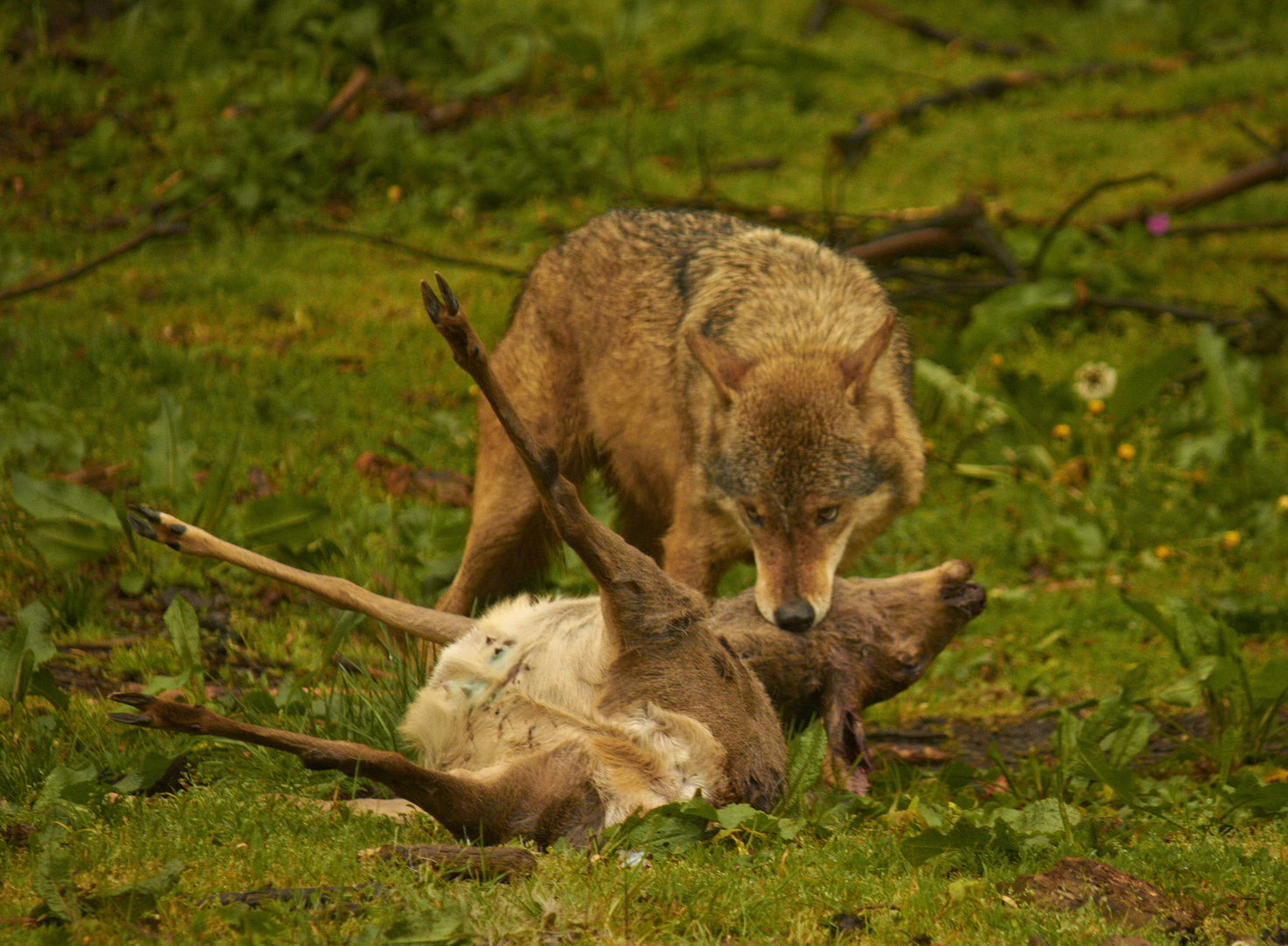 Wolf mit Beute