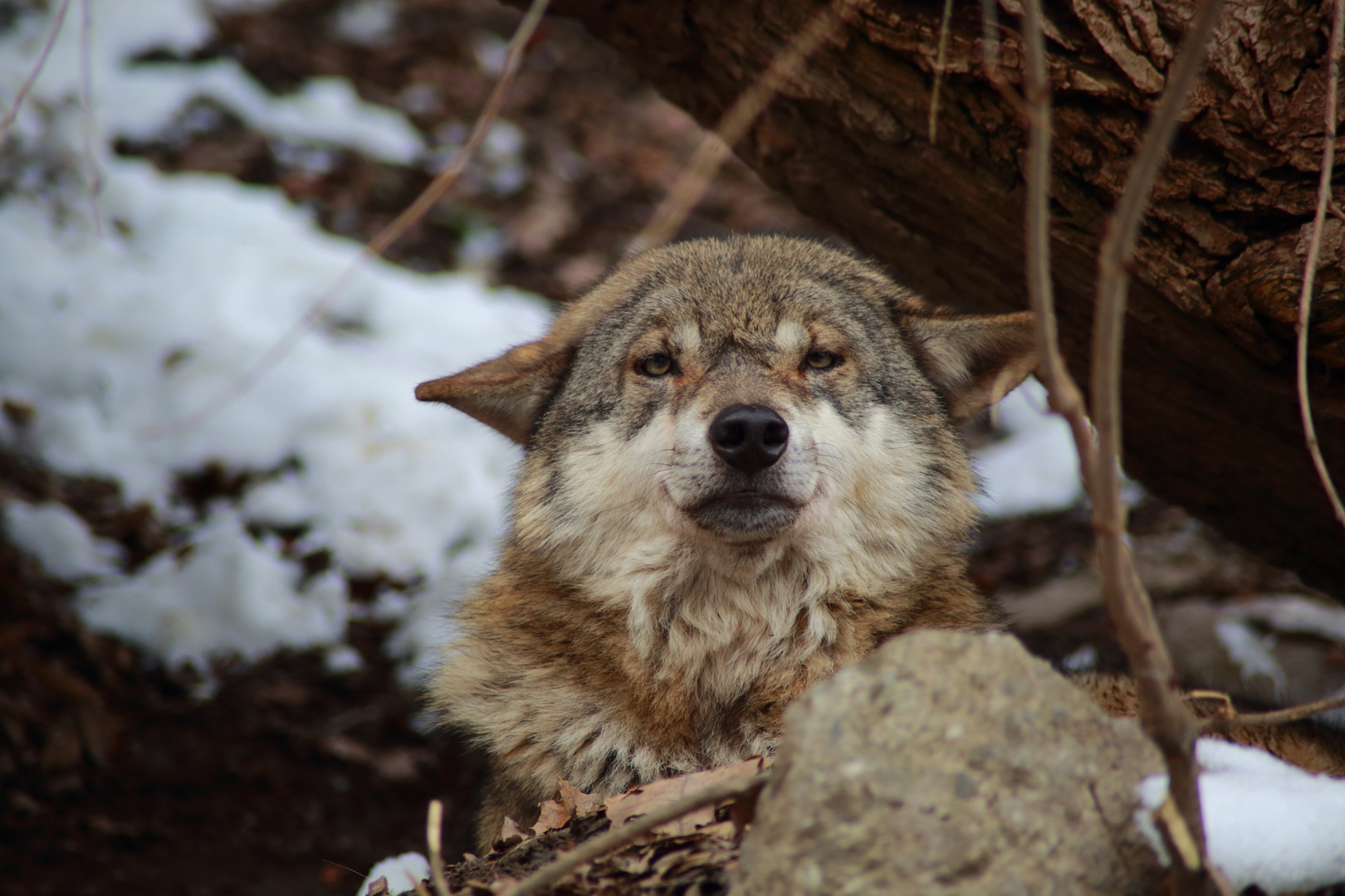 Wolf mit Blickkontakt