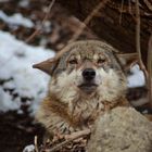 Wolf mit Blickkontakt