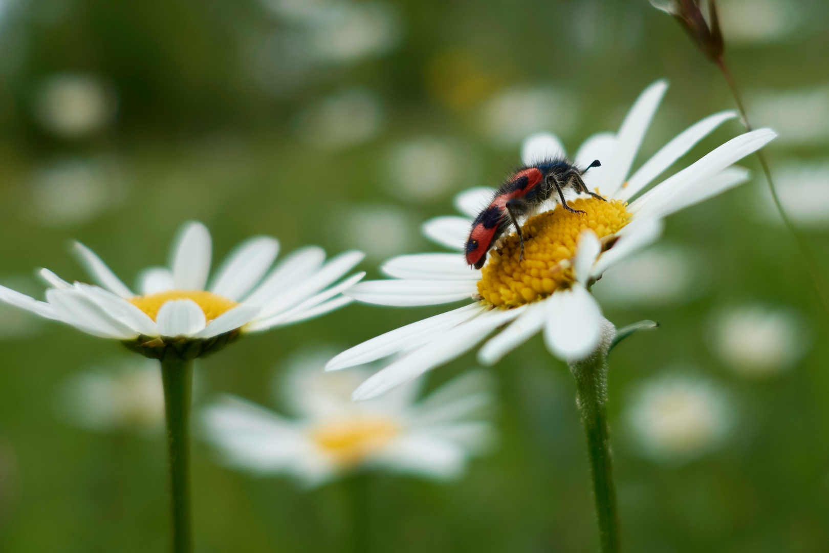 Wolf mit Blumen