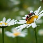 Wolf mit Blumen