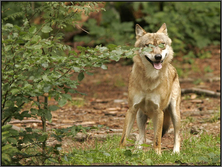 Wolf mit Brille? Kategorie "Dumm gelaufen..."