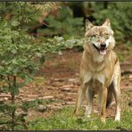 Wolf mit Brille? Kategorie "Dumm gelaufen..."