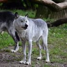 Wolf mit einem Reißzahn