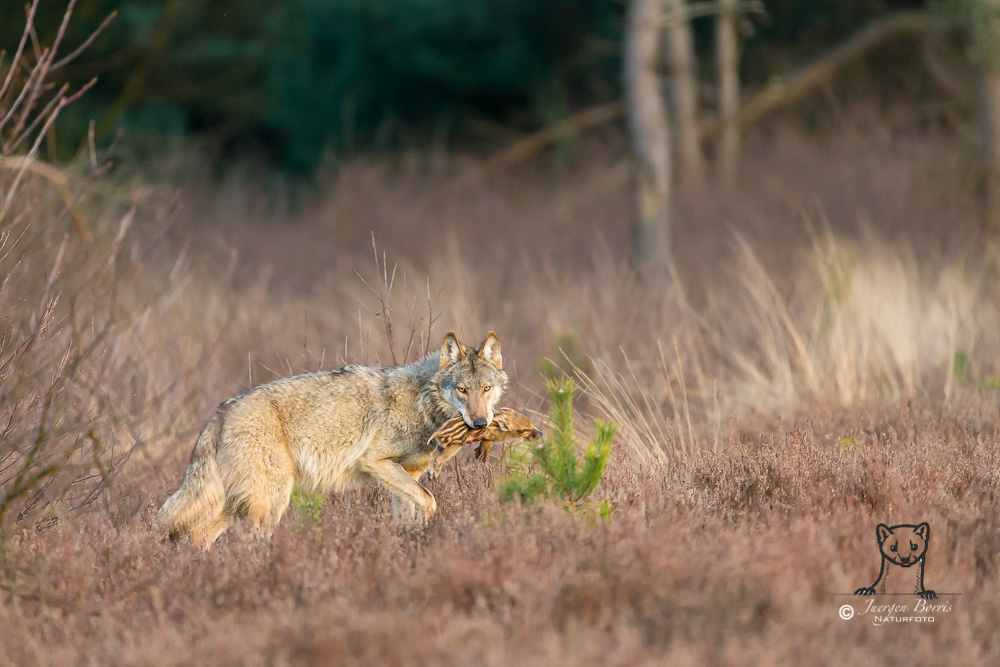 Wolf mit erbeutetem Frischling