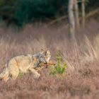 Wolf mit erbeutetem Frischling