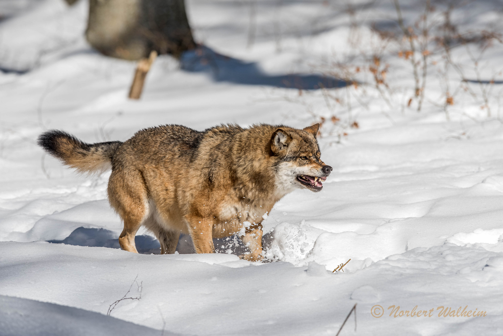 Wolf mit gesunden Zähnen