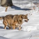 Wolf mit gesunden Zähnen