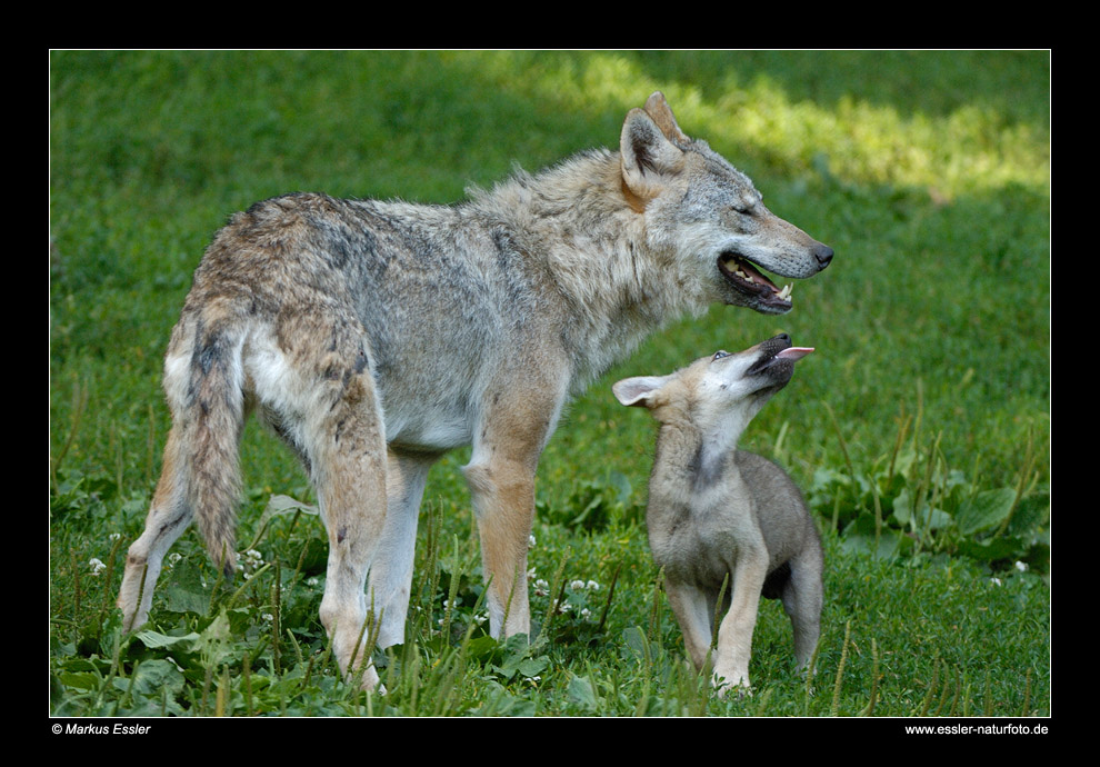 Wolf mit Jungtier • Cleebronn, Deutschland (16-21525)