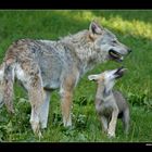 Wolf mit Jungtier • Cleebronn, Deutschland (16-21525)