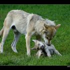 Wolf mit Jungtier • Cleebronn, Deutschland (16-21536)