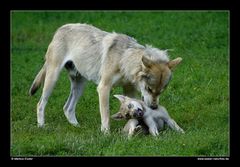 Wolf mit Jungtier • Cleebronn, Deutschland (16-21536)