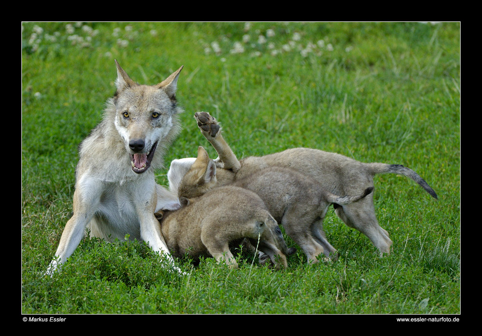 Wolf mit Jungtieren • Cleebronn, Deutschland (16-21541)