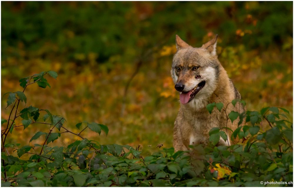 Wolf mit Kriegsverletzung...