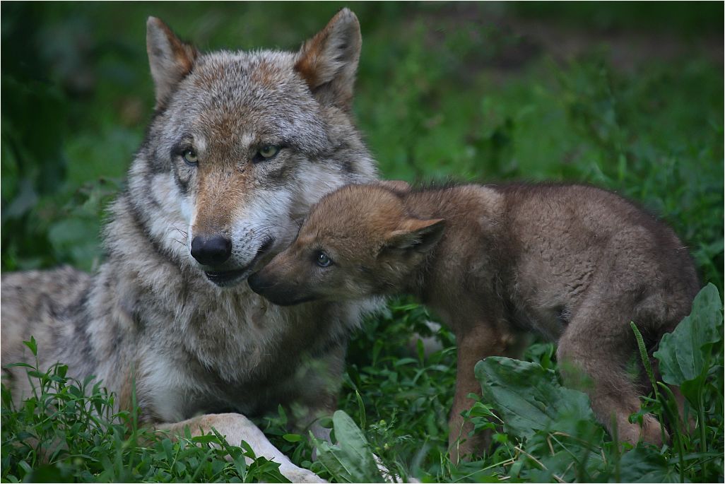 Wolf mit Nachwuchs