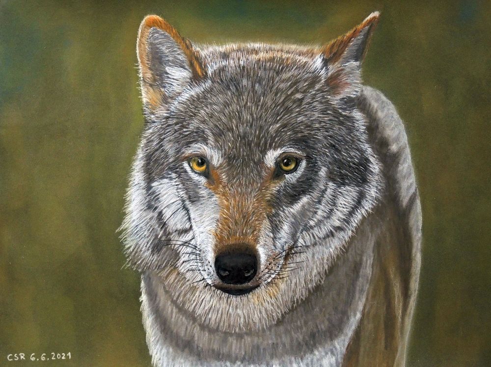 Wolf - mit Pastellkreide gemalt