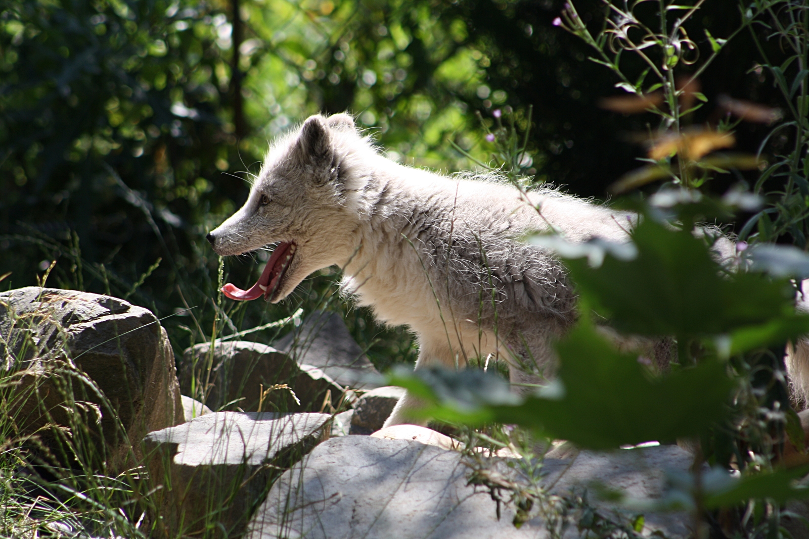 Wolf mit raushängender Zunge